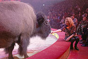Bisons in der Manege - durchaus Fütterbar (©Foto: Martin Schmitz)